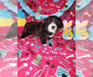 Yorkshire Terrier Puppy for sale in LAPEER, MI, USA