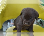 Small Photo #40 Labrador Retriever Puppy For Sale in GREENWOOD, WI, USA
