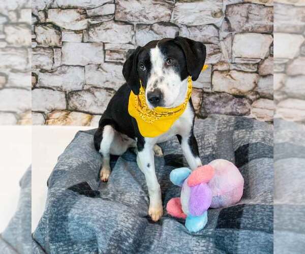 Medium Photo #2 Mutt Puppy For Sale in Kennesaw, GA, USA