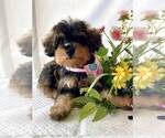 Small #4 Schnoodle (Miniature)