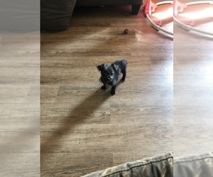 Jack Russell Terrier-Poodle (Toy) Mix Puppy for sale in PIKEVILLE, NC, USA