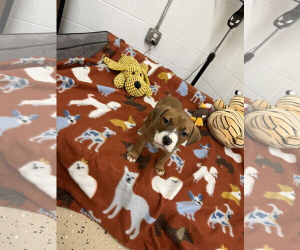 Medium Photo #3 Boxador Puppy For Sale in York, SC, USA