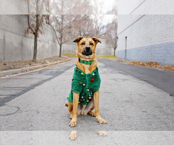 Medium Photo #14 Mutt Puppy For Sale in Sandy, UT, USA