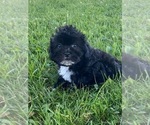 Small Photo #4 Lhasa-Poo Puppy For Sale in CANOGA, NY, USA
