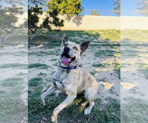 Mutt Dogs for adoption in Seal Beach, CA, USA