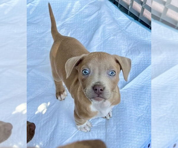 Medium Photo #1 Mutt Puppy For Sale in Mooresville, NC, USA