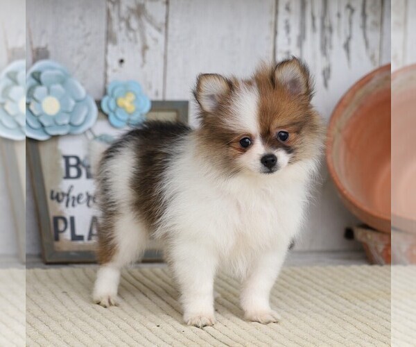 Medium Photo #2 Pomeranian Puppy For Sale in FREDERICKSBG, OH, USA
