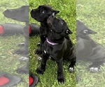 Small Photo #13 Cane Corso Puppy For Sale in ANDERSON, IN, USA