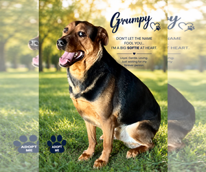 Mutt Dogs for adoption in Crandall, GA, USA