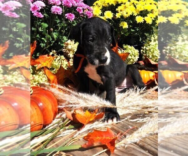 Medium Photo #2 Great Dane Puppy For Sale in BANGOR, WI, USA