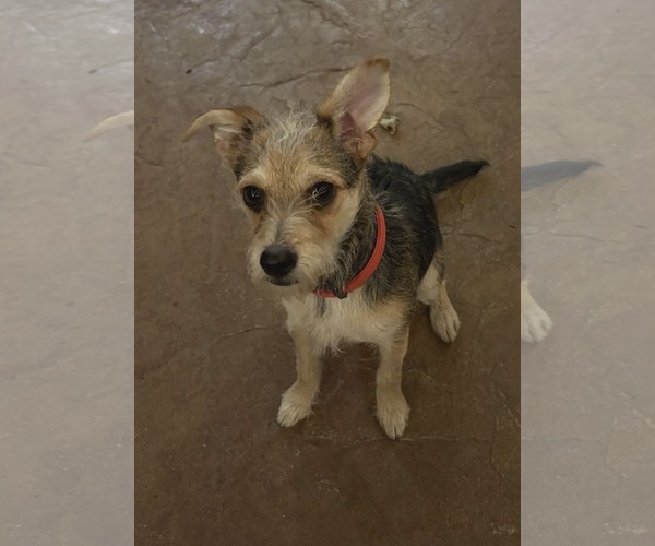 Medium Photo #1 Jack Russell Terrier-Unknown Mix Puppy For Sale in Des Moines, IA, USA