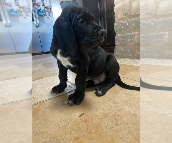 Medium Photo #6 Great Dane Puppy For Sale in NORCO, CA, USA