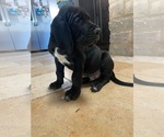 Small Photo #6 Great Dane Puppy For Sale in NORCO, CA, USA