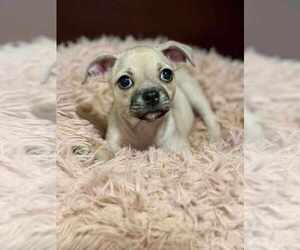 Chug Dogs for adoption in Brewster, NY, USA