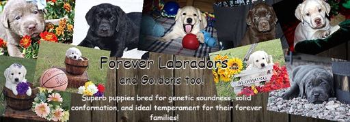 Medium Photo #13 Labrador Retriever Puppy For Sale in FOUNTAIN, CO, USA