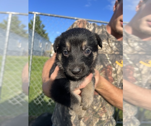 View Ad Photo 15 of Listing German Shepherd Dog