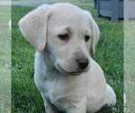 Puppy Dudley male Labrador Retriever