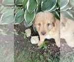 Small Photo #36 Aussiedoodle Puppy For Sale in ASHEVILLE, NC, USA