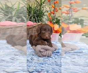 Labradoodle Puppy for sale in FRESNO, CA, USA