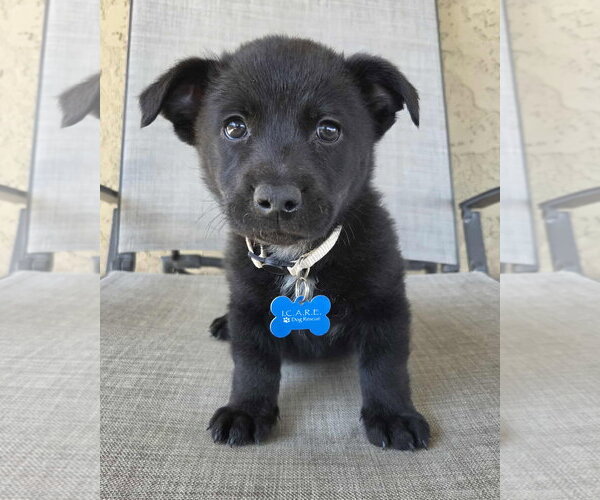 Medium Photo #5 Mutt Puppy For Sale in Corona, CA, USA