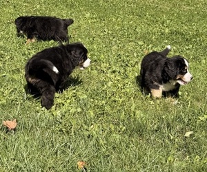Bernese Mountain Dog Litter for sale in EMLENTON, PA, USA