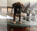 Small Photo #2 Boxer Puppy For Sale in SHELTON, WA, USA