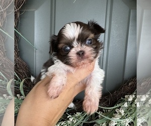 Shih Tzu Puppy for sale in SCOTTSDALE, AZ, USA