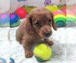Small #4 Chiweenie