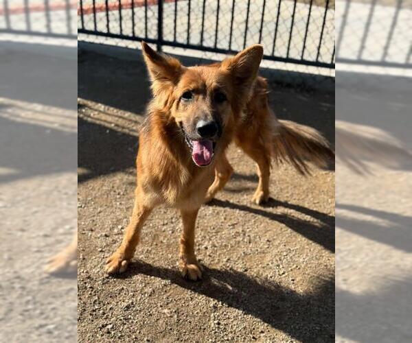 Medium Photo #1 German Shepherd Dog Puppy For Sale in Riverside, CA, USA