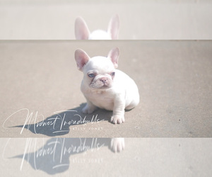 French Bulldog Puppy for sale in PORTAGE, IN, USA