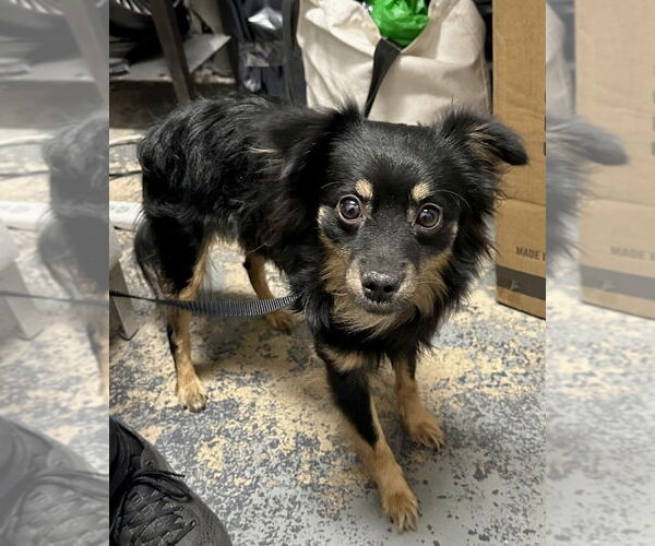 Medium Photo #3 Paperanian Puppy For Sale in Brewster, NY, USA