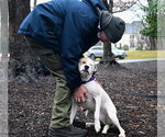 Small #3 American Staffordshire Terrier-Boxer Mix