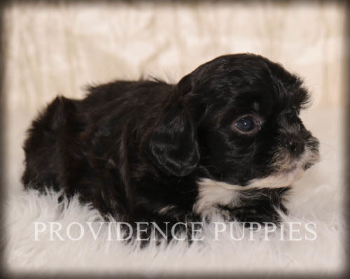 Medium Photo #12 ShihPoo Puppy For Sale in COPPOCK, IA, USA