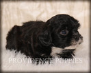 Small Photo #12 ShihPoo Puppy For Sale in COPPOCK, IA, USA