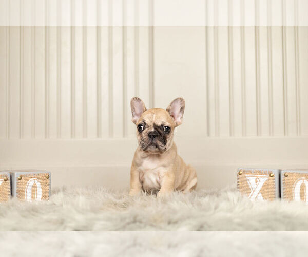Medium Photo #2 French Bulldog Puppy For Sale in WARSAW, IN, USA