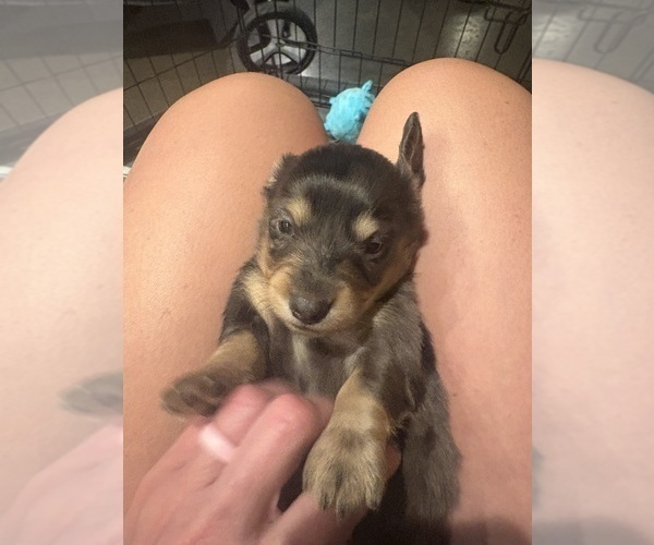 Medium Photo #4 Dachshund Puppy For Sale in MARSHFIELD, MO, USA