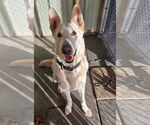 Small #1 German Shepherd Dog
