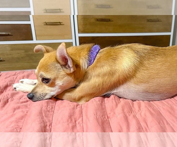 Medium Photo #6 Chihuahua-Unknown Mix Puppy For Sale in Holly Springs, NC, USA