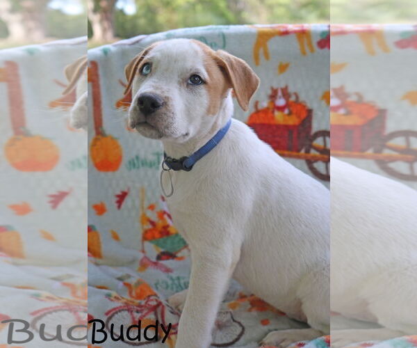 Medium Photo #8 American Pit Bull Terrier-Unknown Mix Puppy For Sale in Wakefield, RI, USA