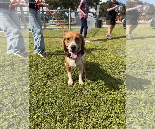 Medium Photo #4 Beagle Puppy For Sale in Tampa, FL, USA