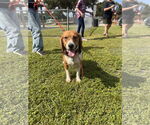 Small #3 Beagle