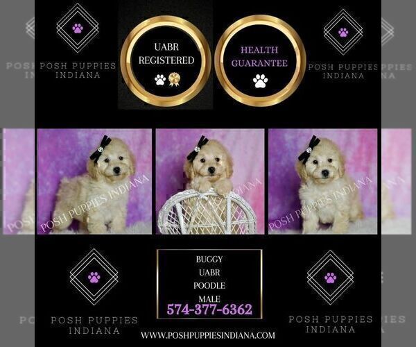 Medium Photo #2 Poodle (Miniature) Puppy For Sale in WARSAW, IN, USA