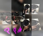 Small #1 Mastiff