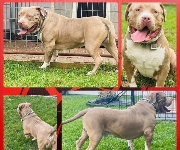 Medium Photo #8 American Bully Puppy For Sale in TRENTON, NJ, USA