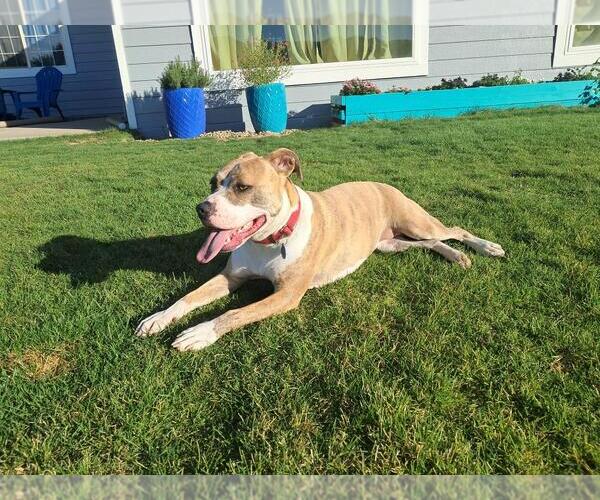 Medium Photo #15 American Pit Bull Terrier-Unknown Mix Puppy For Sale in Incline Village, NV, USA