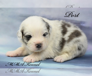 Australian Shepherd Puppy for sale in EASTON, MO, USA