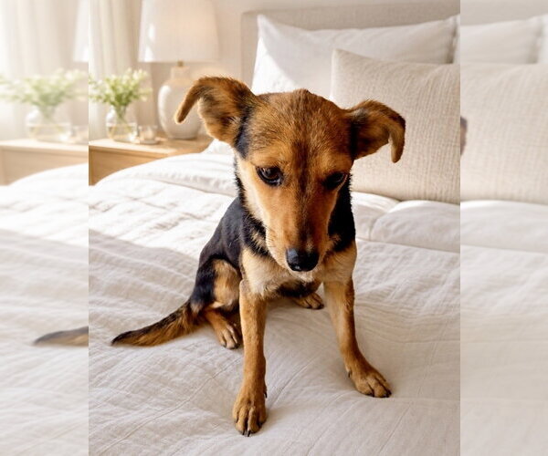 Medium Photo #3 Chihuahua-Unknown Mix Puppy For Sale in San Diego, CA, USA