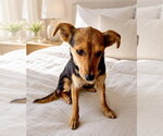 Small #2 Chihuahua Mix