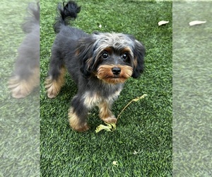 YorkiePoo Puppy for sale in SACRAMENTO, CA, USA