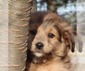 Aussiedoodle Miniature  Puppy for sale in MENDON, MI, USA